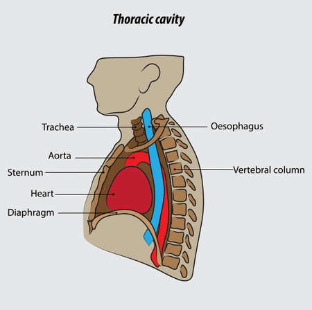 Thoracic cavity vector illustration drawing labeled diagramのイラスト素材