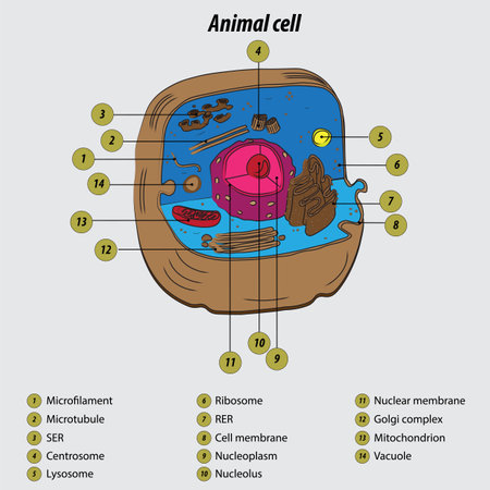 Animal cell labeled diagram vector illustration drawing with layersのイラスト素材