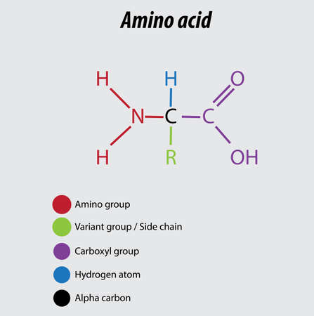 Amino acid labeled diagram vector illustration drawing biochemistry carboxyl group amino groups are shown