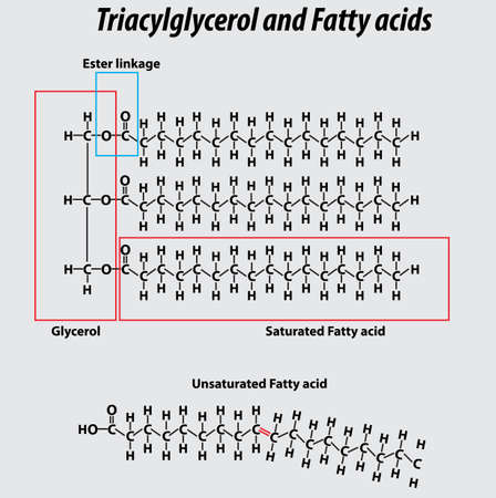 Triglyceride structure fatty acids saturated fatty acids unsaturated fatty acids glycerol tri acyl glycerol vector structure drawing illustrationのイラスト素材