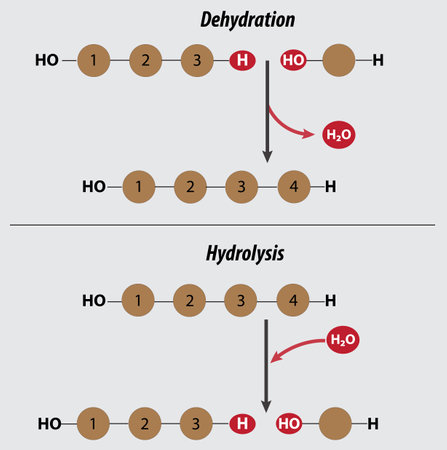 Dehydration and hydrolysis reactions mnemonic vector illustration drawing with layers condensation reactionのイラスト素材