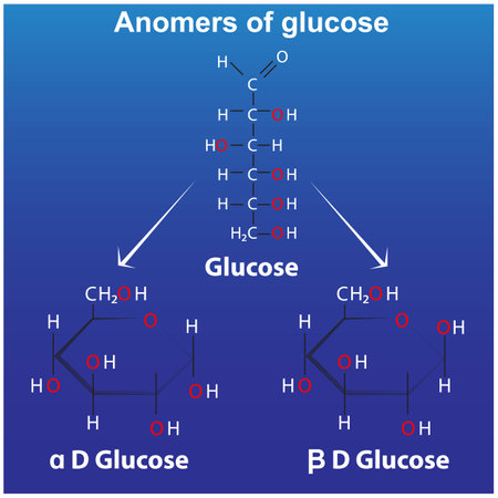 <p>anomers of glucose pyranose alpha d glucose and beta d glucose ring forms of glucose</p>のイラスト素材