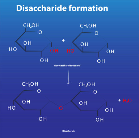Disaccharide formation from monosaccharide subunits glycosidic bond formationのイラスト素材
