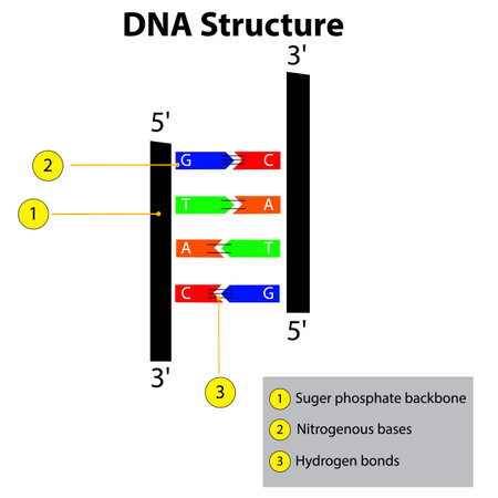 Structure of DNA dna strands nucleic acid hydrogen bonds biochemistry genetic labeled diagramのイラスト素材
