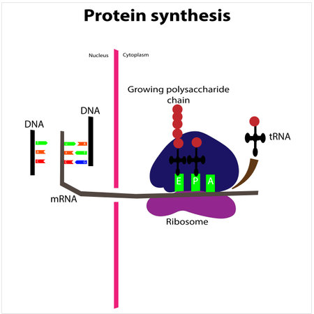 Protein synthesis process transcription translation ribosomes rna gene expressionのイラスト素材