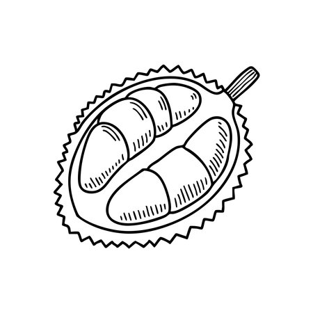 Durian sliced open showing the fruitのイラスト素材