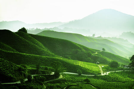 Green Paddy Fields
