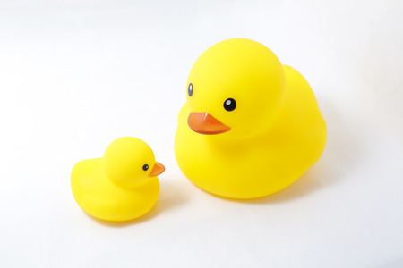 A duck with her ducklingの写真素材