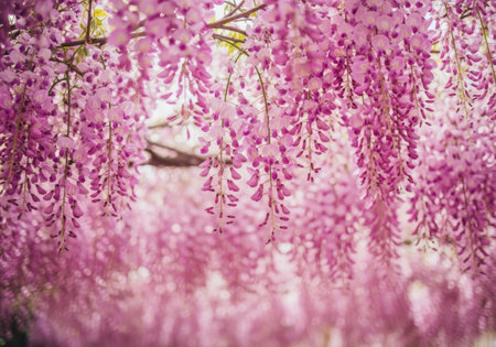 Wisteria flowers in full bloom with pink petals and green leavesの素材
