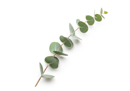 A delicate eucalyptus branch with its signature round, grey-green leaves is isolated on a clean white background.の素材