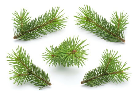 A collection of five vibrant green pine sprigs, each with distinct needle patterns, arranged on a clean white surface.の素材