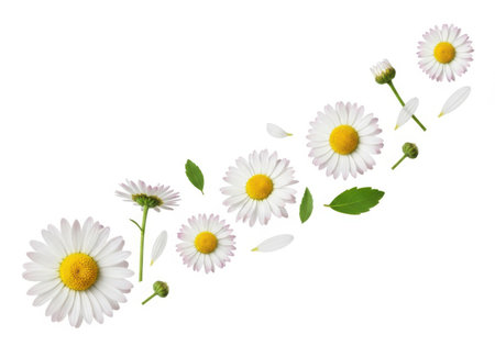 A whimsical arrangement of blooming daisies and buds with green leaves, creating a flowing, natural composition against a clean white backdrop.の素材