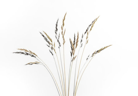 A close-up shot of several dried grass stalks with feathery seed heads, isolated against a clean white backdrop.の素材