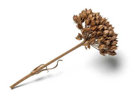 A single dried wildflower seed head with a long stem, casting a shadow on a clean white surface. It has a delicate, intricate structure.の素材