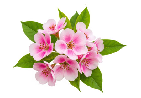 A cluster of soft pink flowers with delicate petals and bright green leaves is showcased against a clean white backdrop.の素材