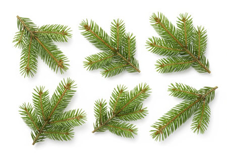 A collection of six fresh green pine branches are artfully arranged on a clean white surface, showcasing their natural texture.の素材