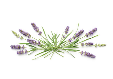 Fresh lavender flowers on white background, top view. Space for textの素材