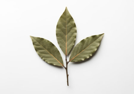 Dry bay leaf on white background, top view, flat layの素材