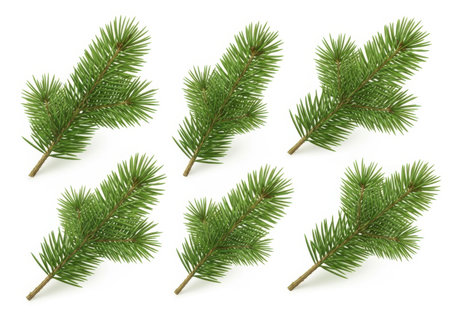 Fir tree branches isolated on white background. Set or collection.の素材