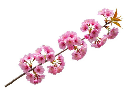 A single branch of vibrant pink cherry blossoms is isolated on a clean white backgroundの素材