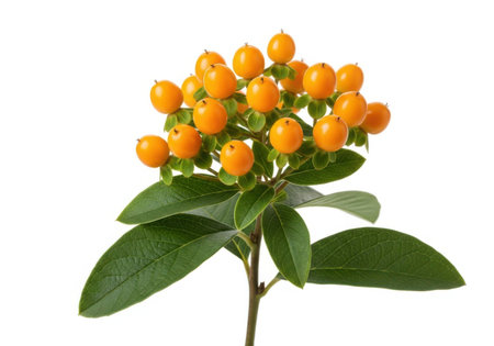 A vibrant bunch of small, round orange hypericum berries with lush green leaves, presented against a clean white background.の素材