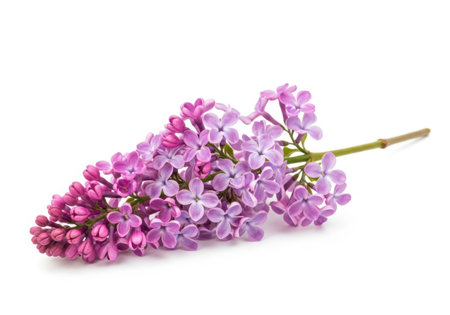 Purple lilac flowers isolated on white background. Spring flowers.の素材
