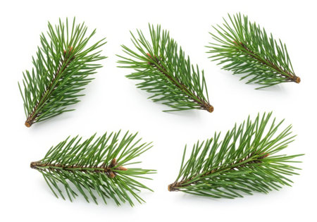 Fir tree branch isolated on white background. Set or collection.の素材