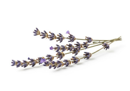 Lavender flowers isolated on white background. Lavender bunch.の素材