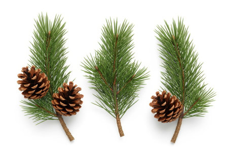 Three natural pine branches with attached pinecones are displayed against a clean white background, showcasing their texture and detail.の素材