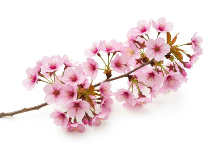 A close-up shot of a branch adorned with numerous small, delicate pink cherry blossoms, isolated on a clean white background.の素材