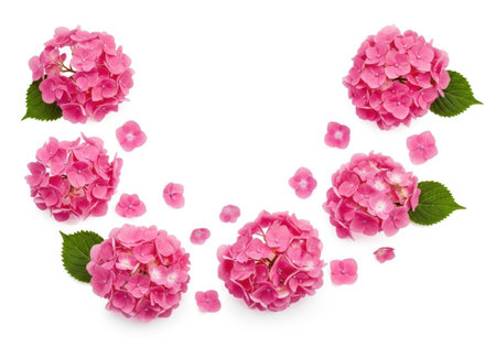 A collection of vibrant pink hydrangea blossoms and scattered petals are artfully arranged in a semi-circular pattern on a white background.の素材