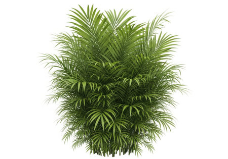 Potted palm tree isolated on white background. 3d render.の素材