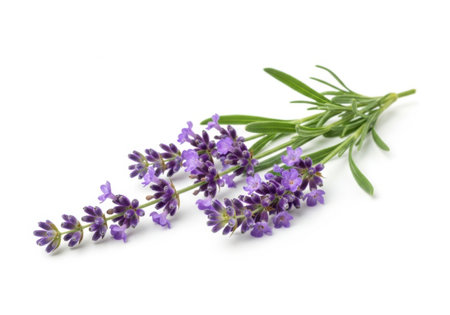 A close-up shot of a single sprig of lavender, showcasing its vibrant purple blooms and slender green stems against a clean white backdrop.の素材