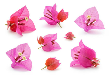 A collection of delicate pink and magenta bougainvillea bracts and small flowers are artfully arranged on a clean white surface.の素材