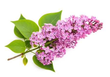 Branch of lilac flowers isolated on a white background cutoutの素材