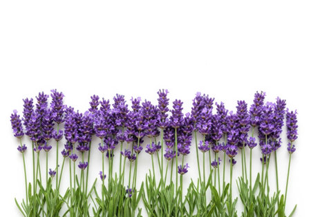 A close-up, top-down view of a line of vibrant purple lavender flowers with green stems against a clean white backdrop.の素材
