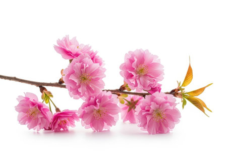 cherry blossom isolated on white background. Cherry blossom.の素材