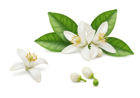 A cluster of fragrant white orange blossoms, green leaves, and unopened buds against a clean white background.の素材