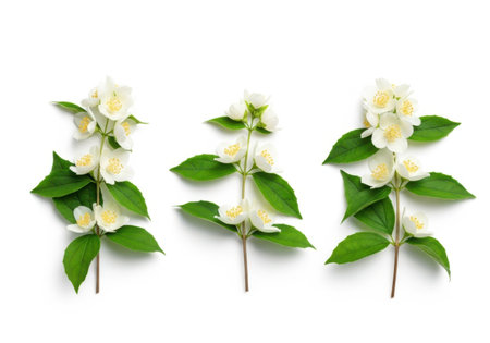 Three elegant sprigs of white jasmine flowers and vibrant green leaves are artfully arranged on a clean white surface.の素材