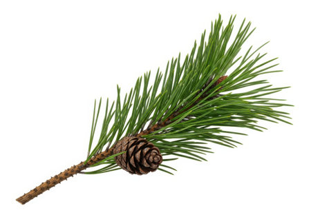 Pine branch with cone isolated on white background. Clipping pathの素材