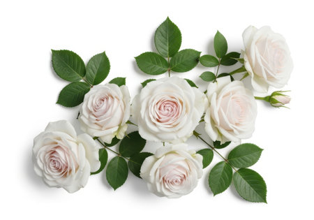 Beautiful white roses with green leaves on white background, top viewの素材