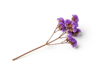 Twig of purple statice flowers isolated on a white background.の素材
