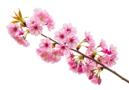 cherry blossom flower isolated on white background with clipping path.の素材