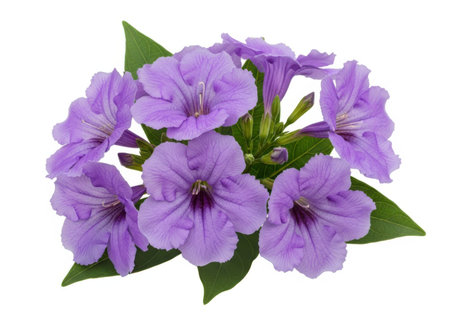 purple flowers isolated on white background closeup. Studio photography.の素材