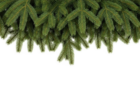 Fir tree branches isolated on white background with copy space for your textの素材