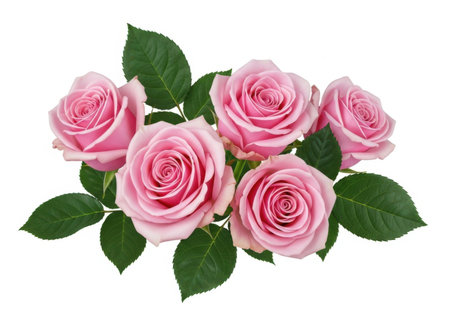 pink and pink roses bouquet isolated on white background cutoutの素材