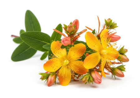 A cluster of vibrant yellow St. John's Wort flowers and buds with lush green leaves against a clean white background.の素材