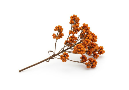 A delicate sprig of dried orange berries, tied with thin twine, is presented against a clean white backdrop.の素材