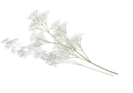 Dried flowers on a white background with shadow from the sun.の素材