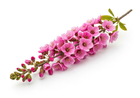 A cluster of small, vibrant pink flowers with green leaves on a slender stem, isolated on a clean white backdrop.の素材